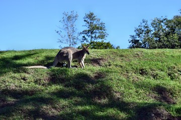  Wild young cute gray kangaroo
