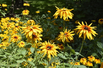 Rudbeckia fulgida - beautiful, daisy-like yellow flower 