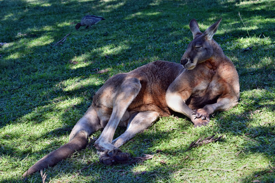  Very big wild red kangaroo sleeping on the grass in the park