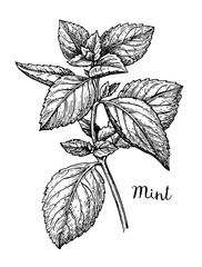 Ink sketch of mint.