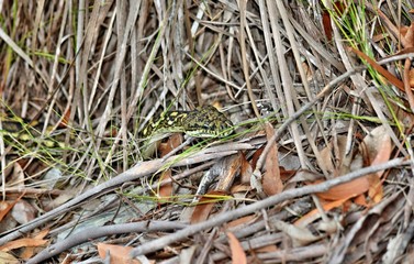 Australian snake coastal carpet python ( Morelia spilota mcdowelli)