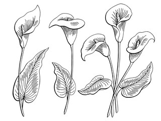Callas flower graphic black white isolated sketch illustration vector - obrazy, fototapety, plakaty