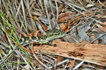 Australian snake coastal carpet python