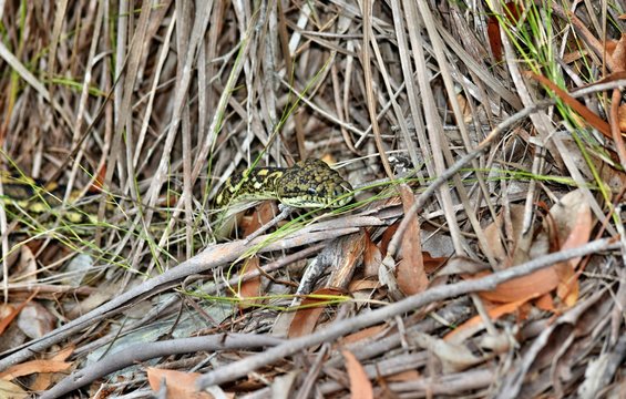 Australian snake coastal carpet python ( Morelia spilota mcdowelli)