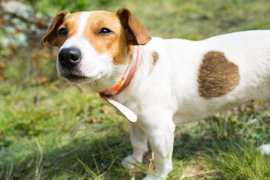A Jack Russell dog.