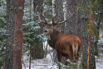 Naklejka na ściany i meble Beautiful Adult Deer With Big Horns And Careful Look In Thicket Of Pine Winter Forest. European Wildlife Landscape With Snow And Red Deer With Big Antlers. Elk / Trophy Elk. One Stag In Pine Forest..