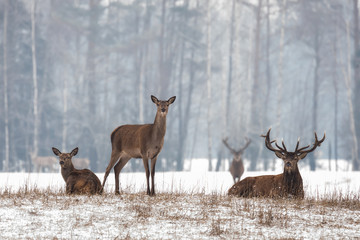 Siesta.Small Herd Of Noble Reindeer ( Red Deer,Cervus Elaphus,Cervidae ) Resting On A Hillock At Background Of Foggy Winter Forest.Three Red Deer With A Watchful Eye.Scene From The Wildlife Of Belarus