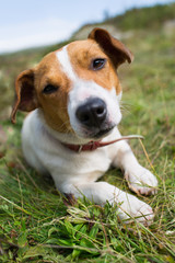 A Jack Russell dog.