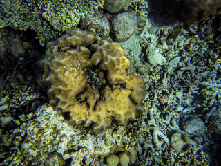 Die Unterwasserwelt eines indonesischen Korallenriffs