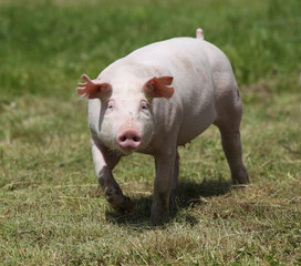 Little pink growing piglet grazing on rural pig farm