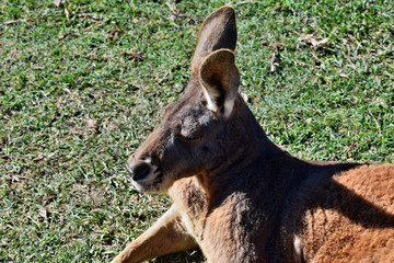 Wild red kangaroo lying on the grass