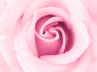 Top view and close-up image of beautiful pink rose flower with droplet. Valentine day, love and wedding concept. Selective focus.