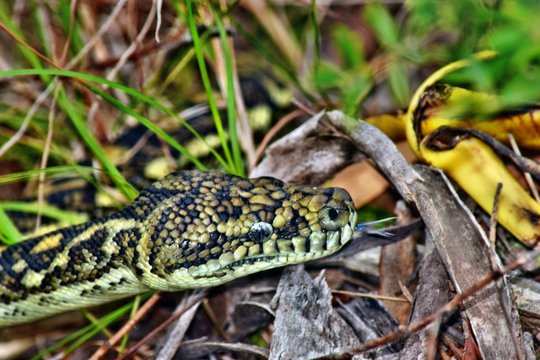 Australian snake coastal carpet python ( Morelia spilota mcdowelli)
