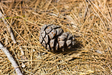 Pine cone on the dry yellow fir-needles