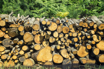 Stacked Logs On Forest