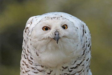 Schnee Eule guckt schaurig wie ein Kobold