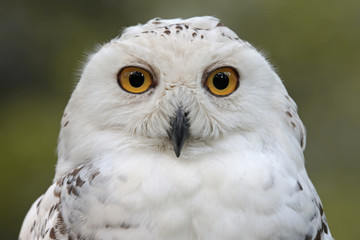 Schnee Eule mit starrem Blick in die Kamera