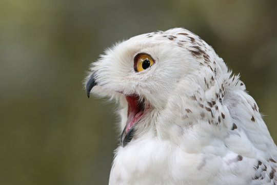 Schnee Eule schreit mit ge&ouml;ffnetem Schnabel