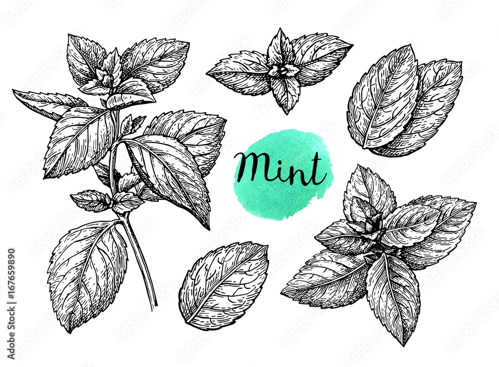 Canvas Prints mint sketch set