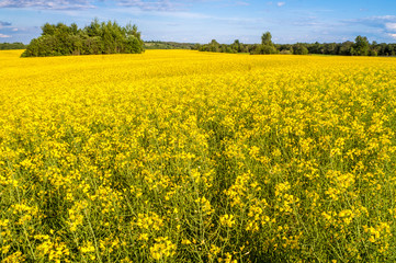 Obraz premium A perspective view at the colza field
