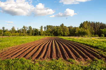 Fototapeta na wymiar A panoramic view at the field with straight rows of soil