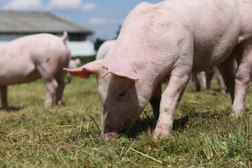Group of small pigs eating fresh green grass on the meadow