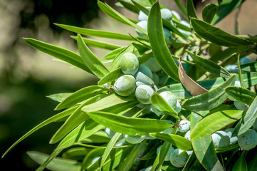 Podocarpus Elatus (Plum pine)