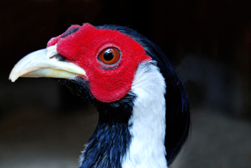 Head of a silver pheasant (Lophura nycthemera) close-up