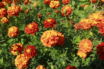 marigolds_MG_6820