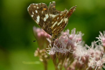 Scheckenfalter sitzt auf einer Blüte
