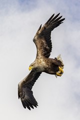 White Tailed Sea Eagle