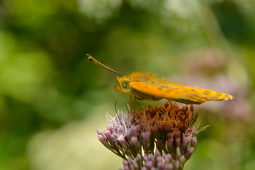 Kaisermantel auf einer Blüte
