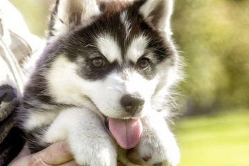  .husky puppy with his tongue hanging out. closeup