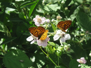 Deux papillons