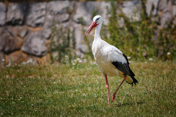 Stork