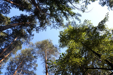 Pine forest against the sky