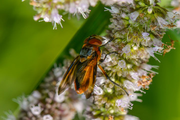 Fliege sitzt auf einer Blüte