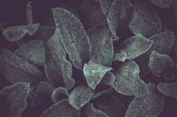 Focused green leaf in forest. Nature exotic illustration - 167662461