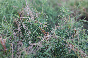 Green bush at the garden