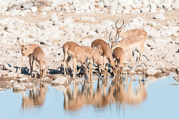 Herd of impalas (Aepyceros melampus) drinking water at a waterhole