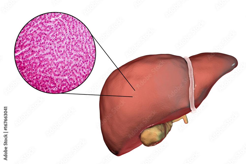 Poster Liver isolated on white background and liver tissue under microscope, 3D illustration and micrograph