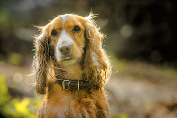 Spaniel dog portrait