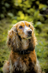  Spaniel dog
