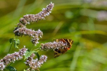 Russischer Bär auf einer Blüte