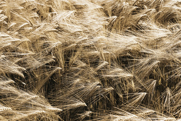 Ripe wheat field, natural background