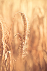 A wheat field, fresh crop of wheat. - 167663248