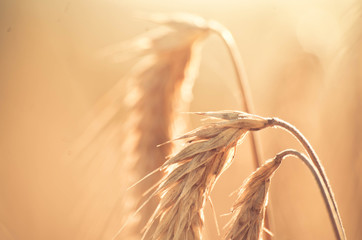 A wheat field, fresh crop of wheat. - 167663270