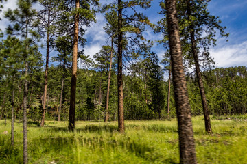 Pines in the Meadow