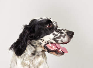 Portrait profile english setter dog looking