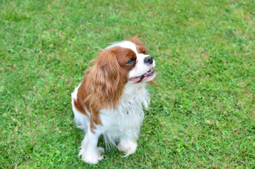 Charming dog - cavalier King Charles Spaniel - standing on a green lawn
